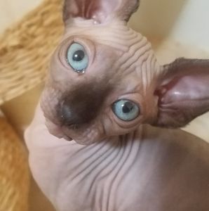 Meet your Posher, David